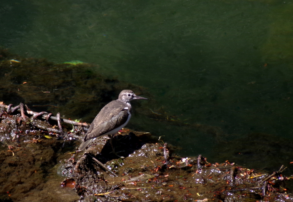 いそしぎ　(the Sandpiper)