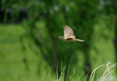 河川敷散歩　１５