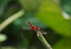 ヒップ　アップ