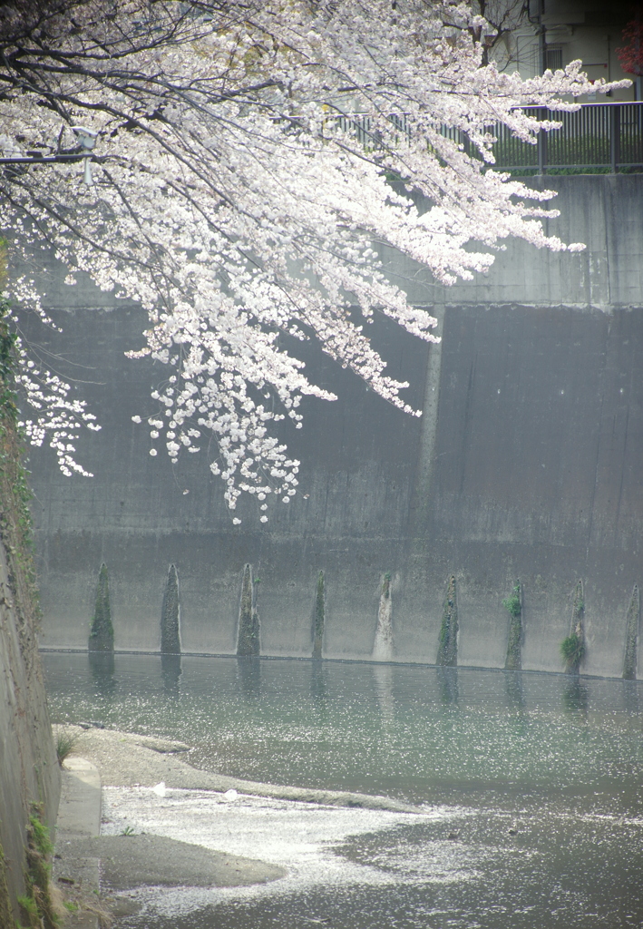 春　朧
