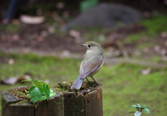 あら　誰かお呼びかしら！？