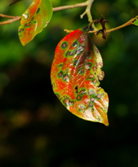 Art of  autumn leaves