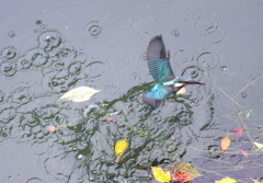 若君　水練中　１