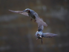 鳥撮り挑戦中（ヒヨドリ）