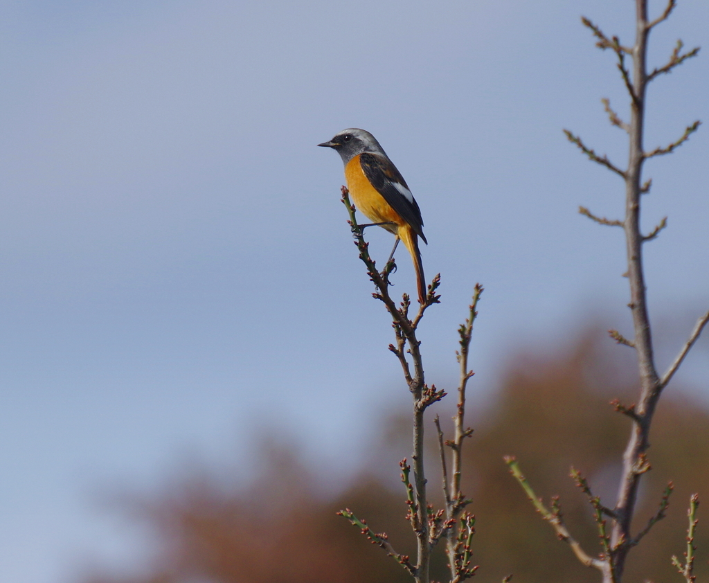 今季初撮り　６