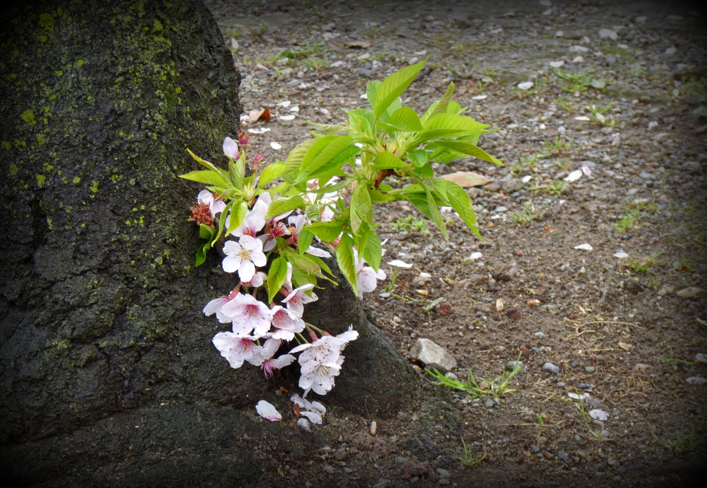 我が町の桜・・・