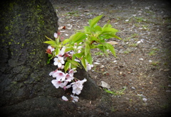 我が町の桜・・・