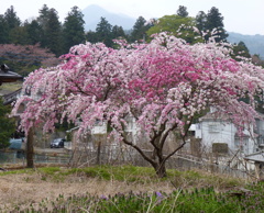 里山の春