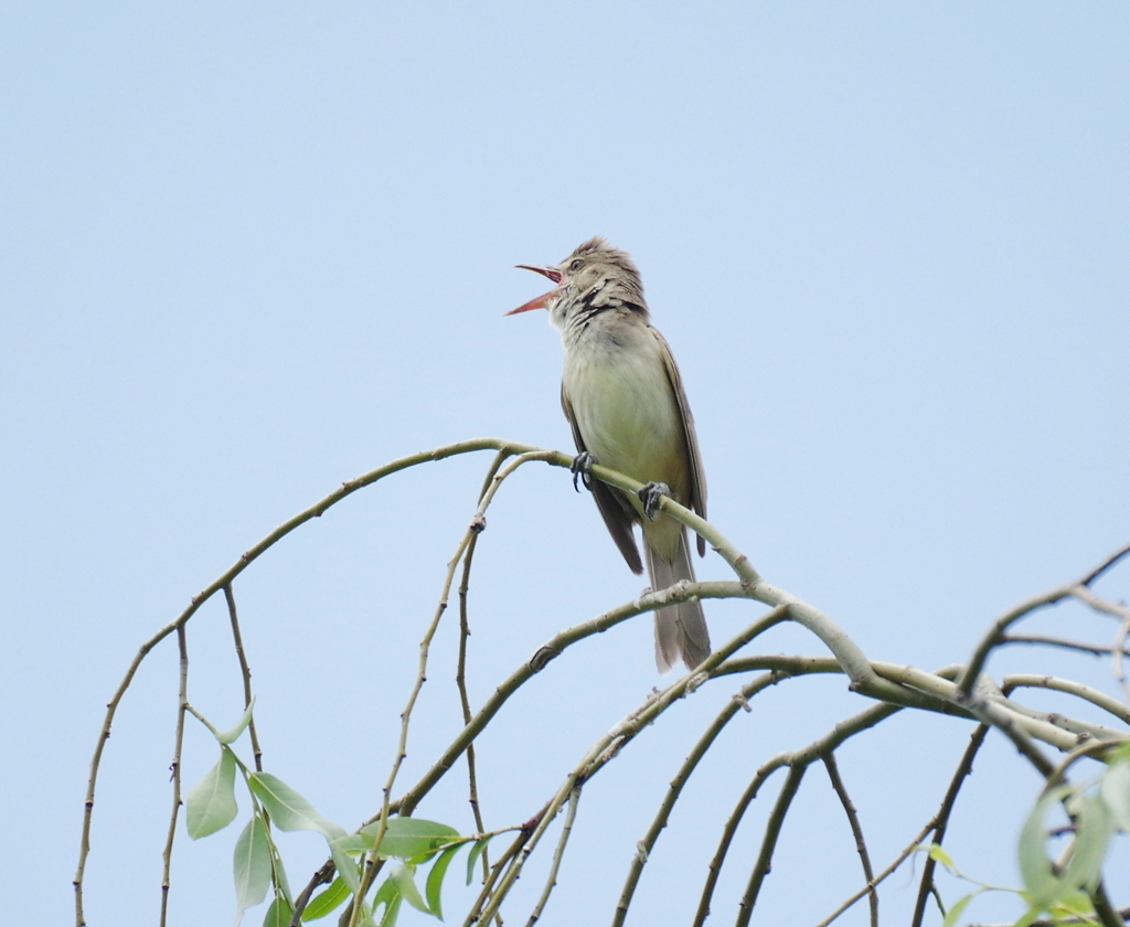 河川敷散歩　１４