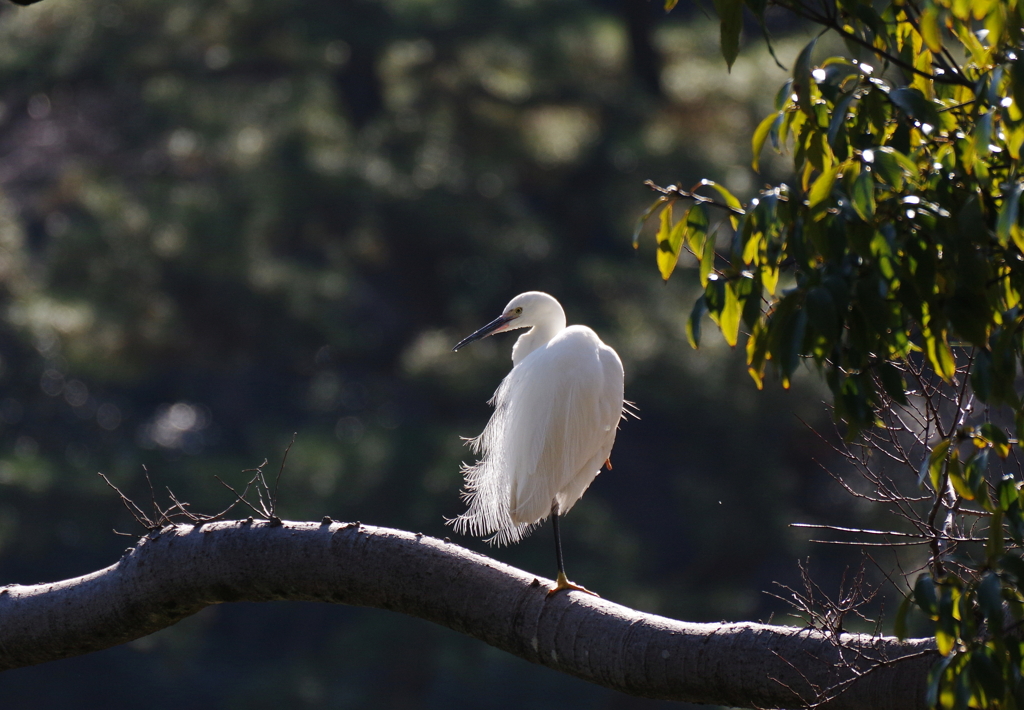 プチ　シースルー