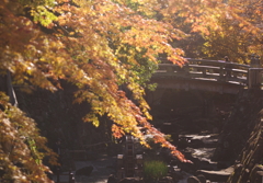 我が街の紅葉　１