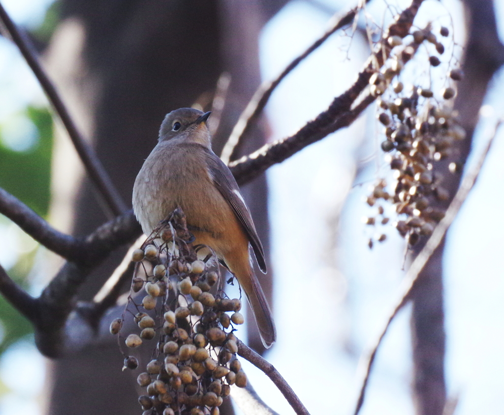新春　初撮り　２