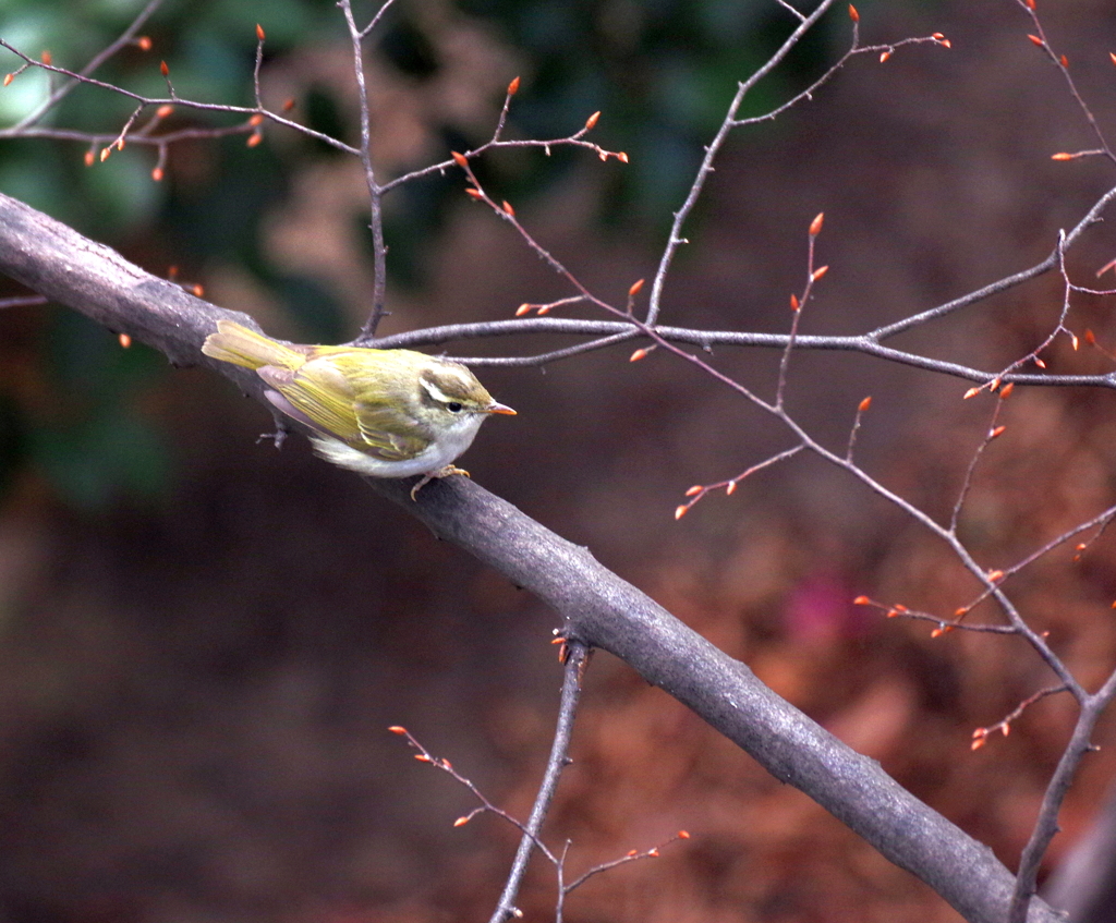 from 仙台　(*^.^*)