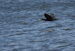 河川敷散歩　５