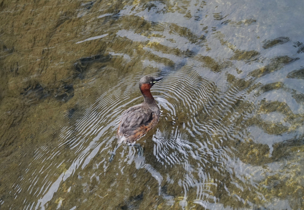 撮ってみれば初鳥