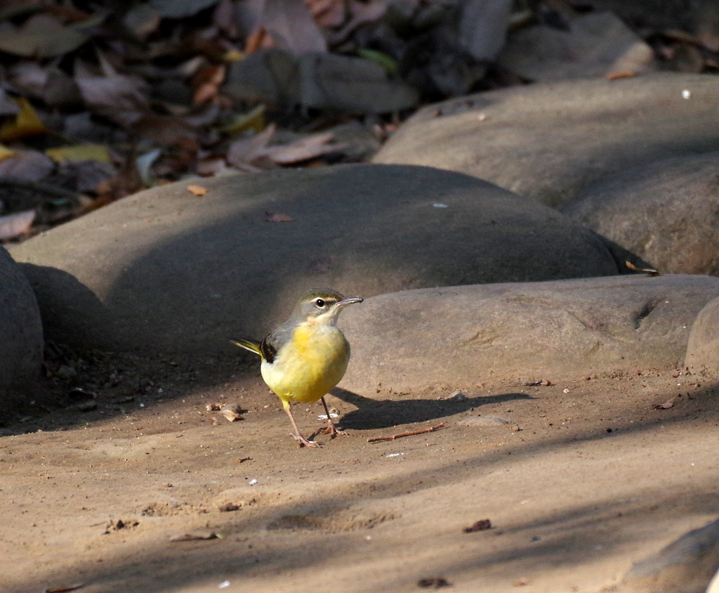 キセキレイ　２