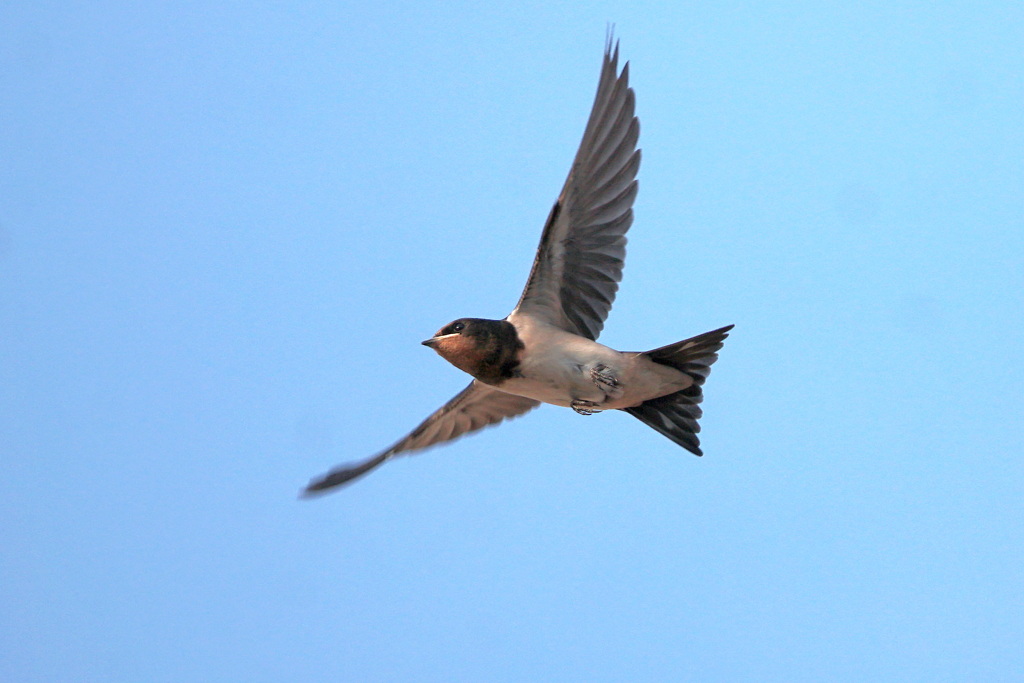 夕陽に向かって飛べ