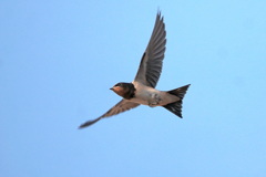 夕陽に向かって飛べ