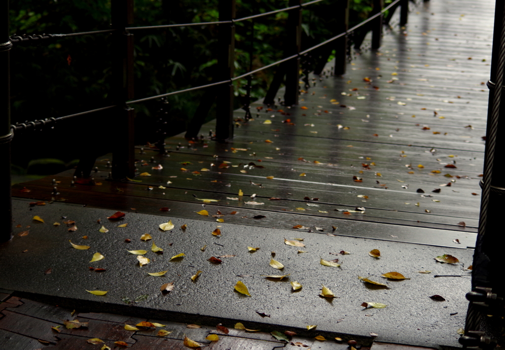 秋　雨　1