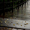 秋　雨　1