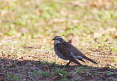 今季初撮り　１３