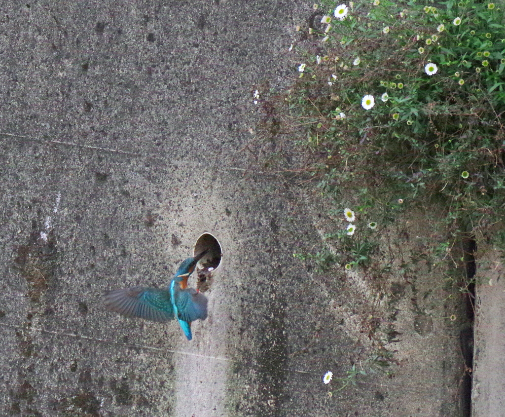 新居見っけ！　(*^^*)　３