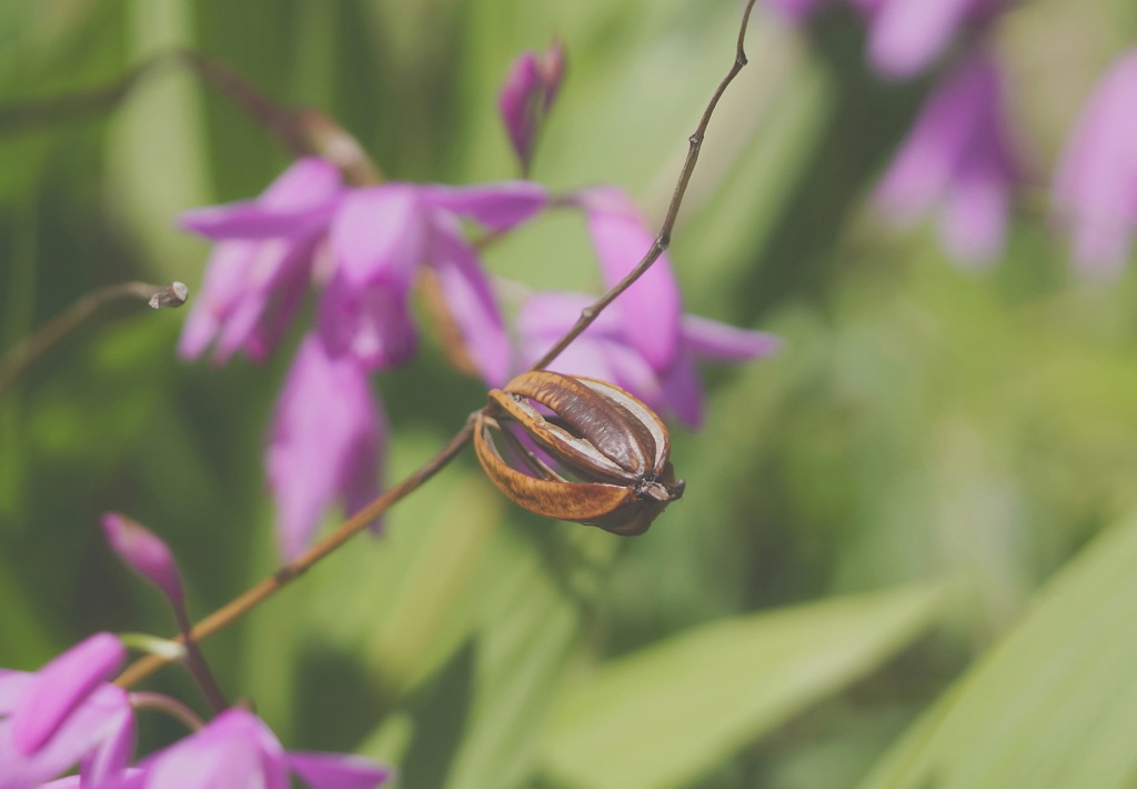 ラグビーボールの様！？