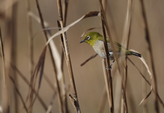 河川敷散歩　４