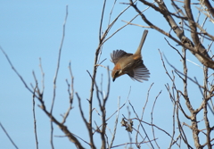 河川敷散歩　１０