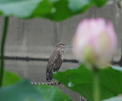 ホシゴイ