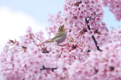 もう春だな～ !(^^)