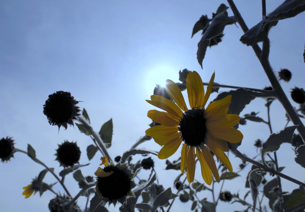 残り花　