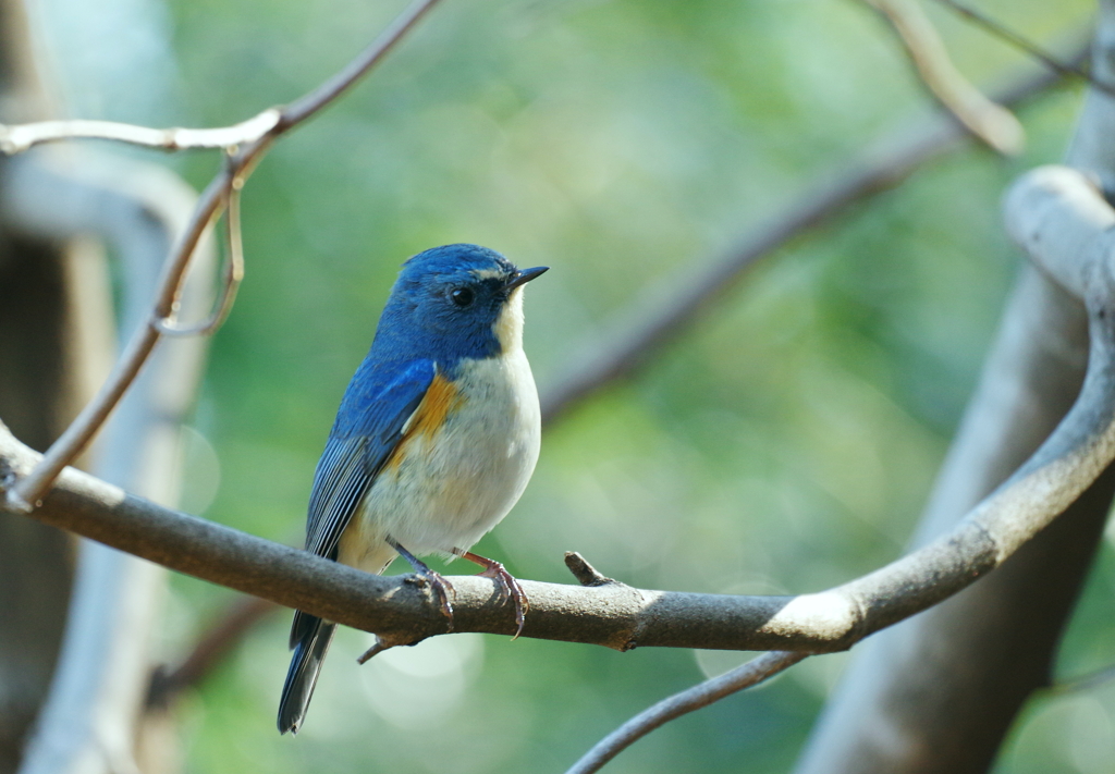 今季　初撮り　１３