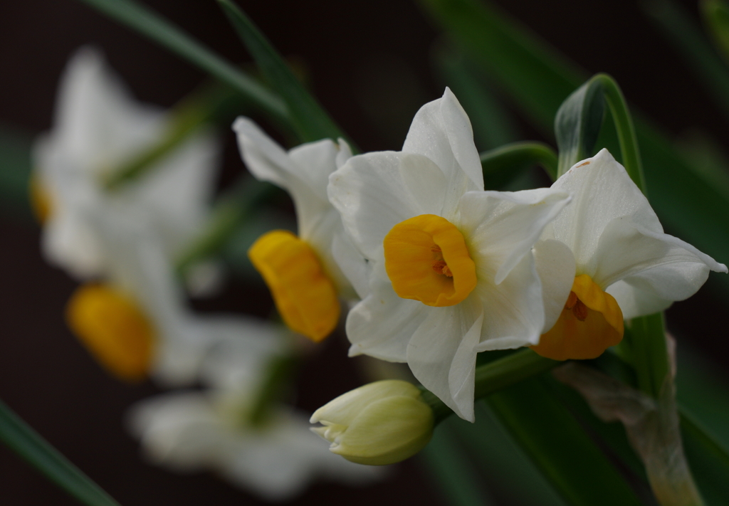 ファミリー（横）