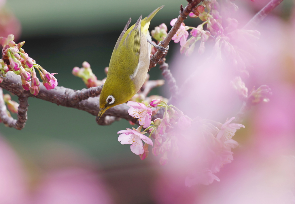 春を先取り　２