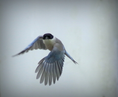 あらよっ　と・・・