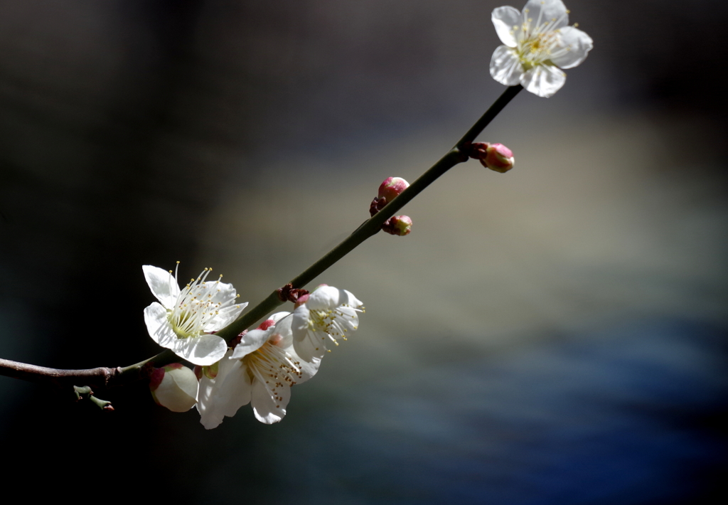 春告草　