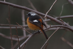 “この紋所・・・