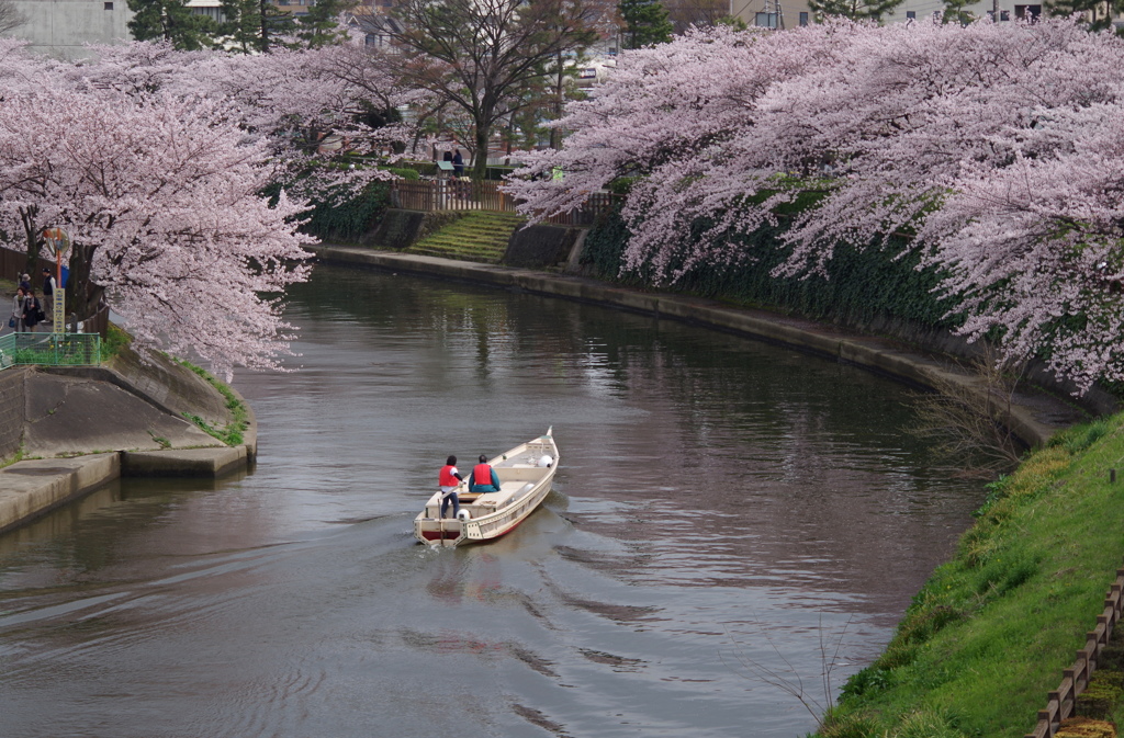 我が町の桜・・・