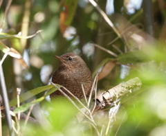 かわいい〜　(*^^*)