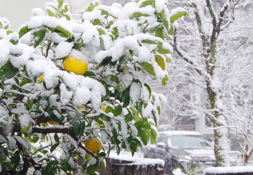 東京にも雪が降る　１　(((^_^;)　