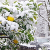 東京にも雪が降る　１　(((^_^;)　