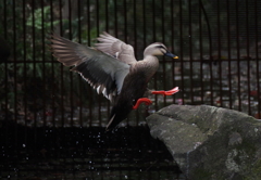 よっこらしょ！