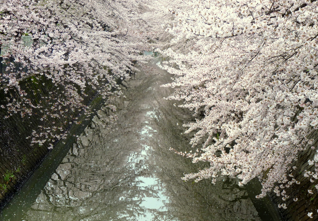 我が町の桜・・・