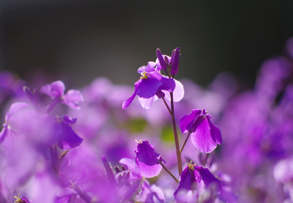 Purple Flap 