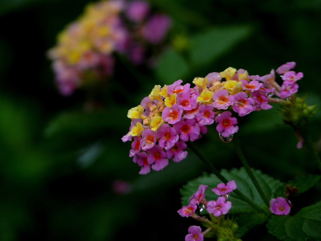 雨に咲く花♪