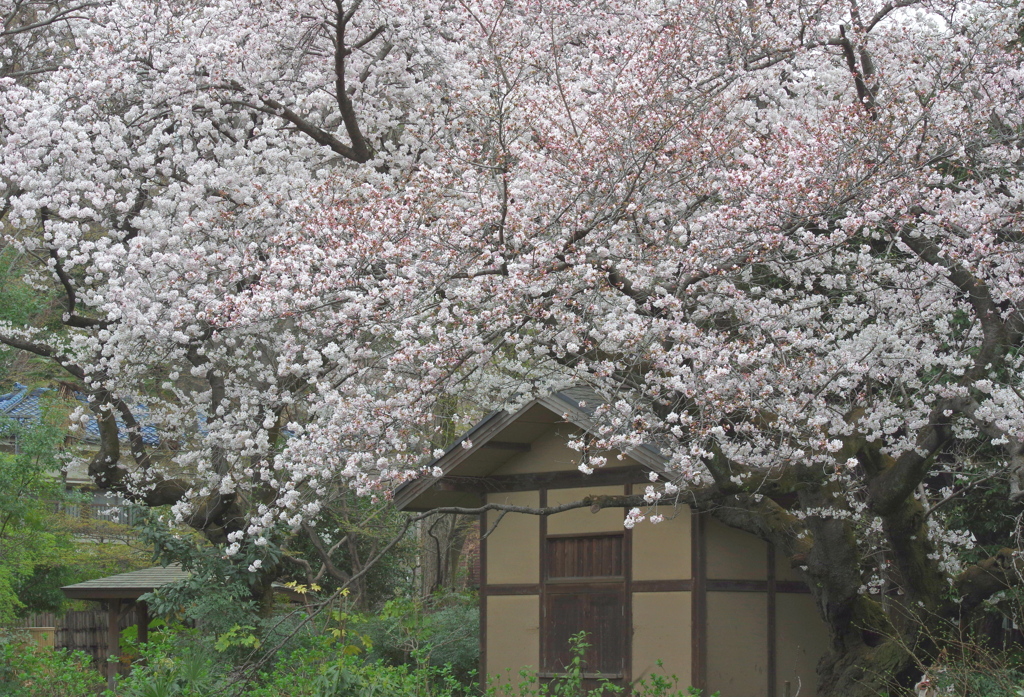 里山の春