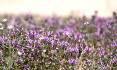 河原にも春が来た