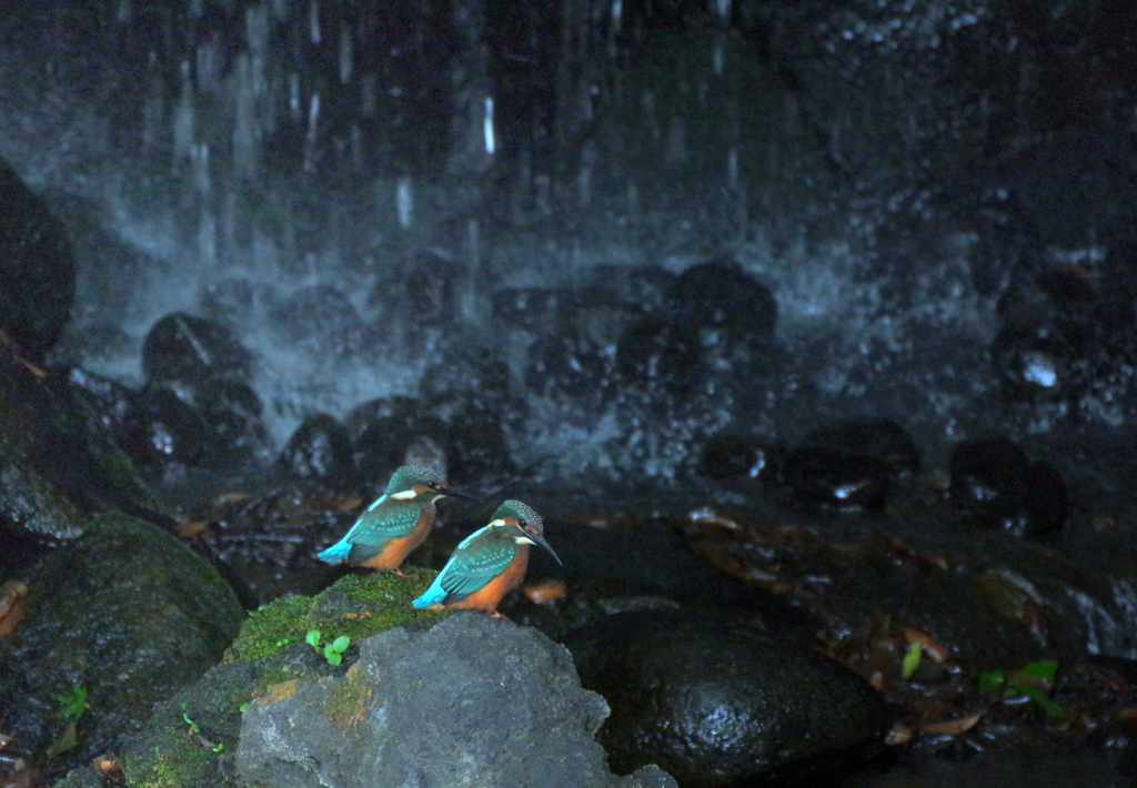 兄弟仲良く！？