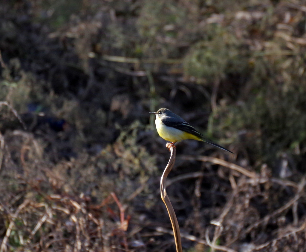 キセキレイ　１